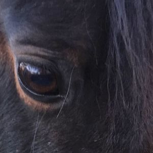 Meet your Posher, June